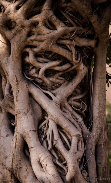 САРОНА В ТЕЛЬ АВИВЕ