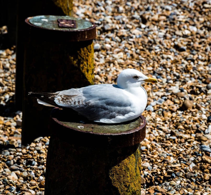 EASTBOURNE (ИСТБОРН)