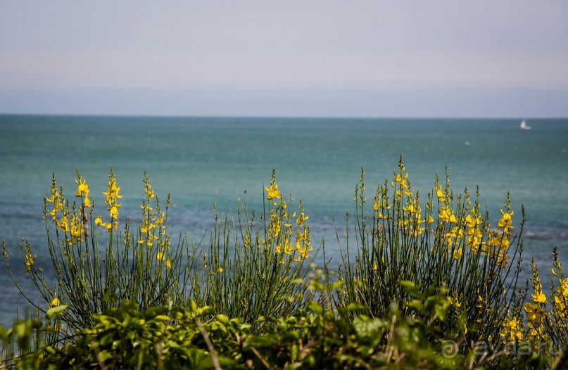 EASTBOURNE (ИСТБОРН)