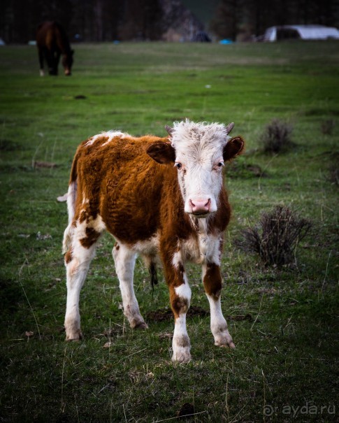 ШЕСТЬ ДНЕЙ НА АЛТАЕ. УТРО В КАРА КОЛЕ НА ГОРНОМ АЛТАЕ