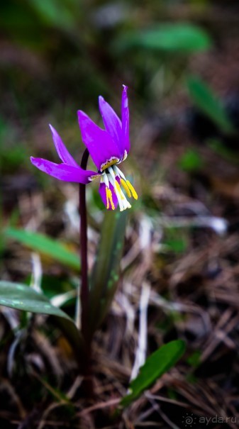 ШЕСТЬ ДНЕЙ НА АЛТАЕ. УТРО В КАРА КОЛЕ НА ГОРНОМ АЛТАЕ