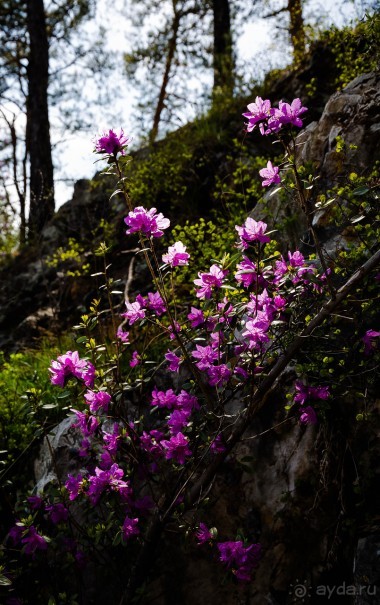 ШЕСТЬ ДНЕЙ НА АЛТАЕ. УТРО В КАРА КОЛЕ НА ГОРНОМ АЛТАЕ