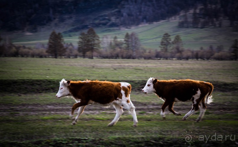 ШЕСТЬ ДНЕЙ НА АЛТАЕ. УТРО В КАРА КОЛЕ НА ГОРНОМ АЛТАЕ
