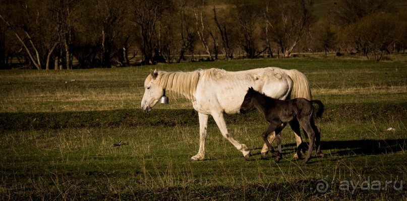 ШЕСТЬ ДНЕЙ НА АЛТАЕ. УТРО В КАРА КОЛЕ НА ГОРНОМ АЛТАЕ