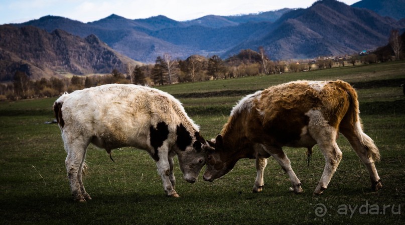 ШЕСТЬ ДНЕЙ НА АЛТАЕ. УТРО В КАРА КОЛЕ НА ГОРНОМ АЛТАЕ