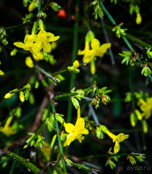 НА СТАРОЙ ЖЕЛЕЗНОЙ ДОРОГЕ, НАЧАЛО ЯНВАРЯ 2016