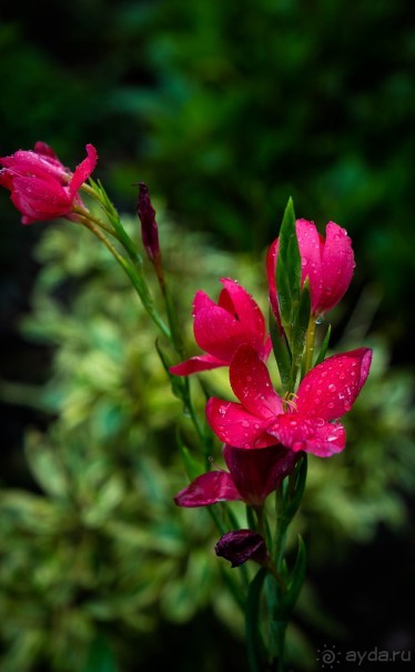 НА СТАРОЙ ЖЕЛЕЗНОЙ ДОРОГЕ, НАЧАЛО ЯНВАРЯ 2016