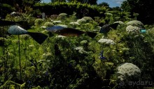 DODDINGTON HALL GARDENS, LINCOLNSHIRE