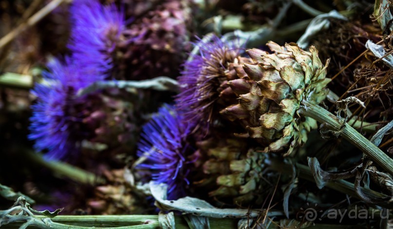 DODDINGTON HALL GARDENS, LINCOLNSHIRE