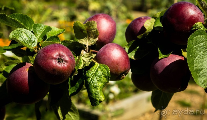 DODDINGTON HALL GARDENS, LINCOLNSHIRE