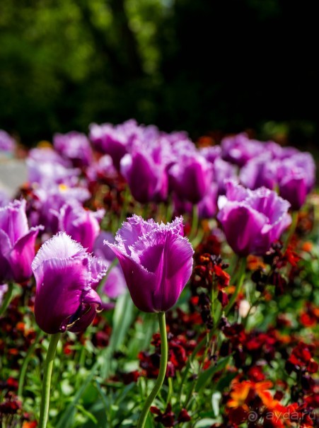 WEEKEND: QUEENS PARK В СУББОТУ. ГОРШКИ И ПЛОШКИ НА РЫНКЕ КЕРАМИКИ