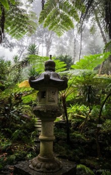 В БОТАНИЧЕСКИХ САДАХ ФУНЧАЛА НА МАДЕЙРЕ