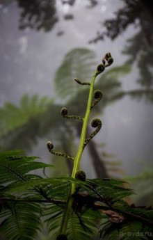 В БОТАНИЧЕСКИХ САДАХ ФУНЧАЛА НА МАДЕЙРЕ