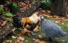 В БОТАНИЧЕСКИХ САДАХ ФУНЧАЛА НА МАДЕЙРЕ