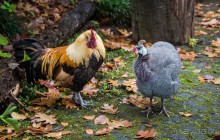 В БОТАНИЧЕСКИХ САДАХ ФУНЧАЛА НА МАДЕЙРЕ