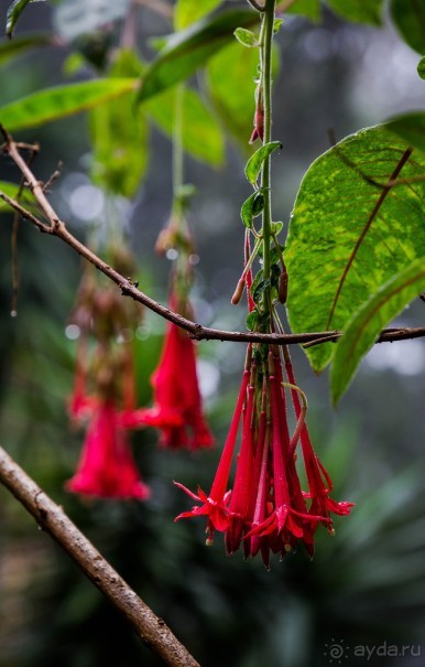 В БОТАНИЧЕСКИХ САДАХ ФУНЧАЛА НА МАДЕЙРЕ