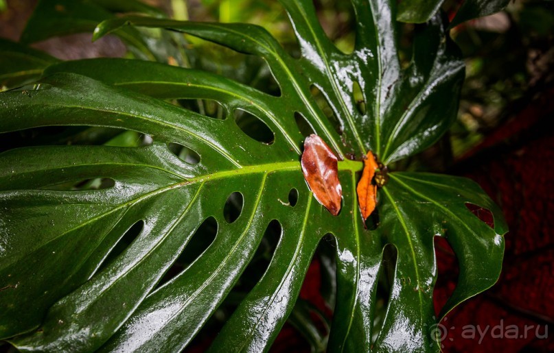 В БОТАНИЧЕСКИХ САДАХ ФУНЧАЛА НА МАДЕЙРЕ