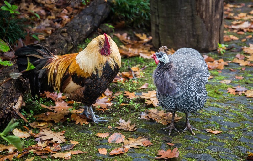 В БОТАНИЧЕСКИХ САДАХ ФУНЧАЛА НА МАДЕЙРЕ