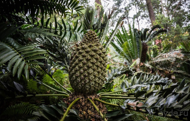 В БОТАНИЧЕСКИХ САДАХ ФУНЧАЛА НА МАДЕЙРЕ