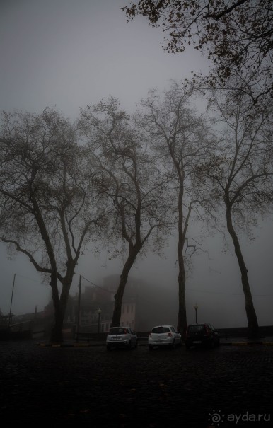 В БОТАНИЧЕСКИХ САДАХ ФУНЧАЛА НА МАДЕЙРЕ