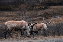 Автостопом на край света: часть 1. Лапландия