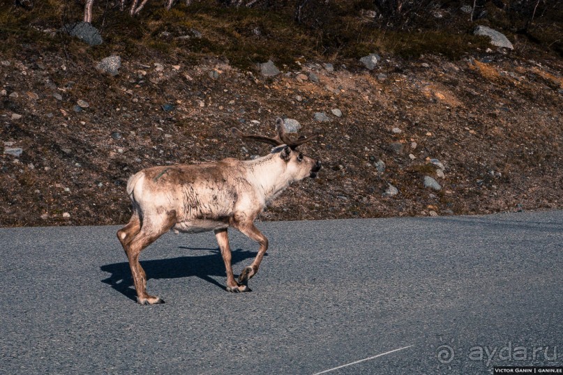 Автостопом на край света: часть 1. Лапландия