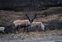Автостопом на край света: часть 1. Лапландия
