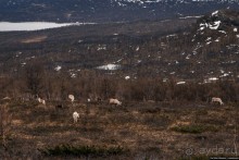 Автостопом на край света: часть 1. Лапландия