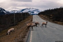 Автостопом на край света: часть 1. Лапландия