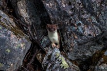 Автостопом на край света: часть 1. Лапландия