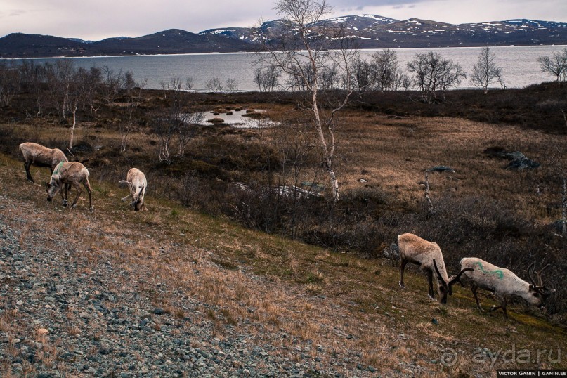 Автостопом на край света: часть 1. Лапландия