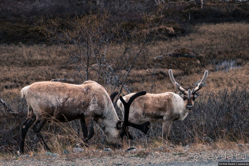 Автостопом на край света: часть 1. Лапландия