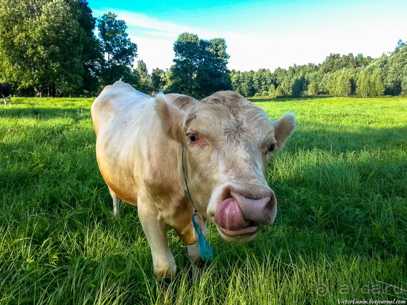 Пешком через всю Эстонию. Походная тропа Оанду – Икла. Часть 2.