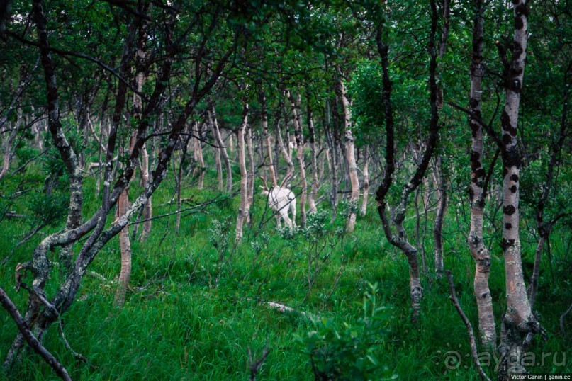 Путешествие через всю Норвегию. Часть 2