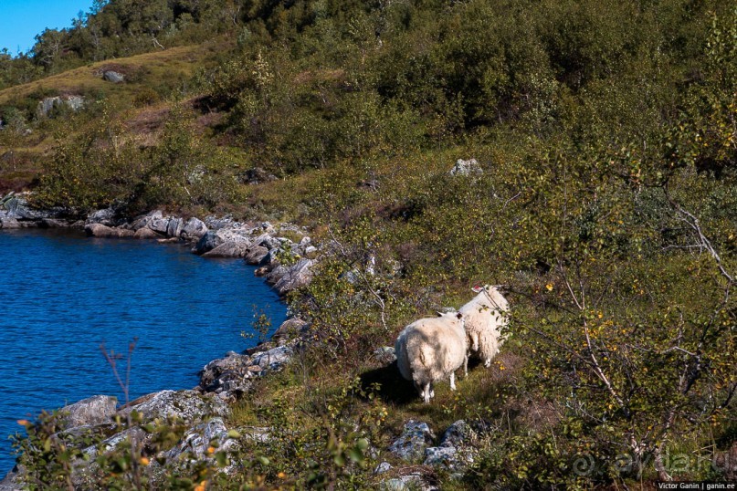 Путешествие через всю Норвегию. Часть 8. Снова в горы