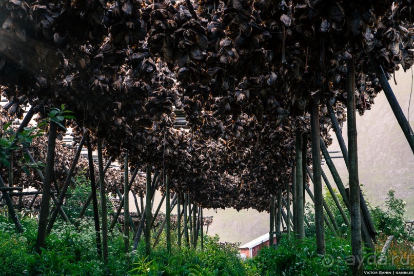 Автостопом через всю Норвегию: Унстад, Рейне и О, Лофотенские острова