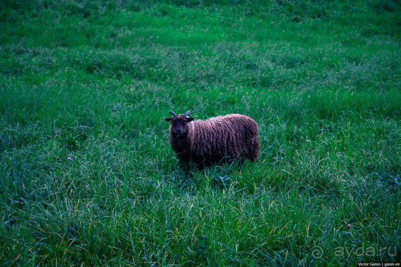 Путешествие через всю Норвегию. Часть 11. Гейрангер-фьорд