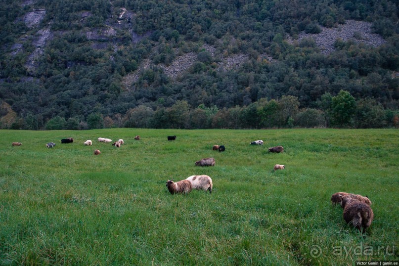 Путешествие через всю Норвегию. Часть 11. Гейрангер-фьорд