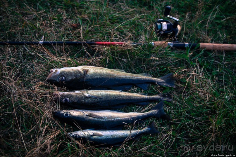 Путешествие через всю Норвегию. Часть 4. Лофотены