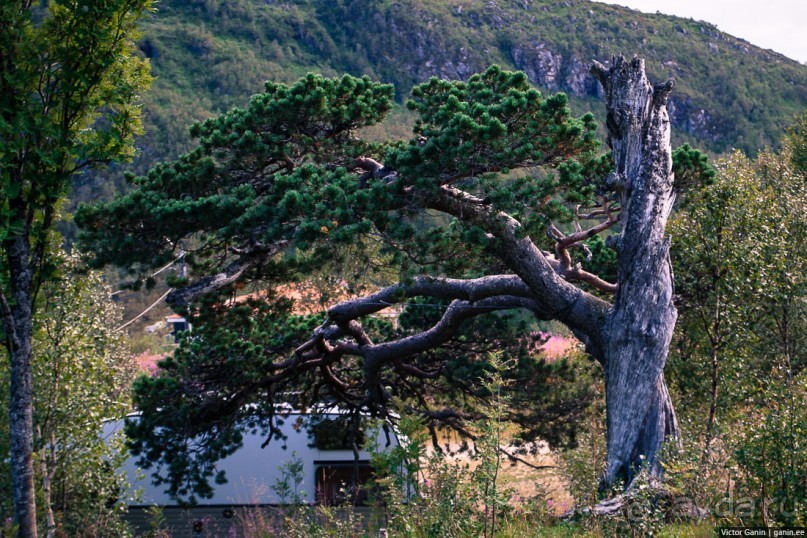 Путешествие через всю Норвегию. Часть 4. Лофотены