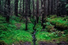 Альбом отзыва "Автостопом через всю Норвегию: походная тропа Фьордрута"