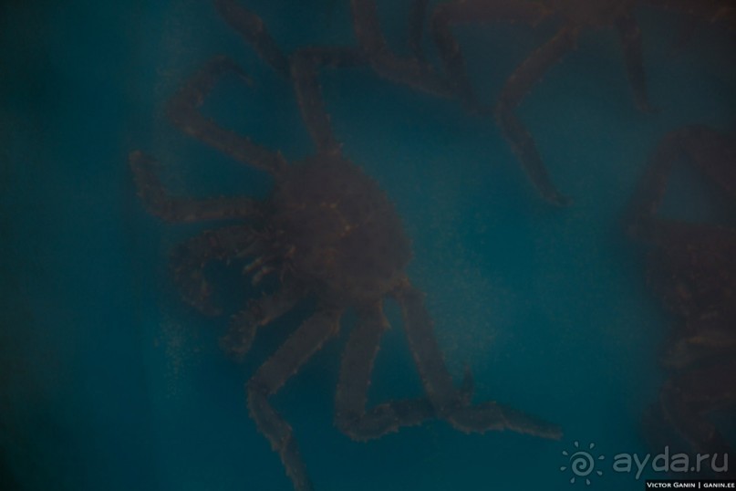 Нордкап. Самый длинный день на краю света