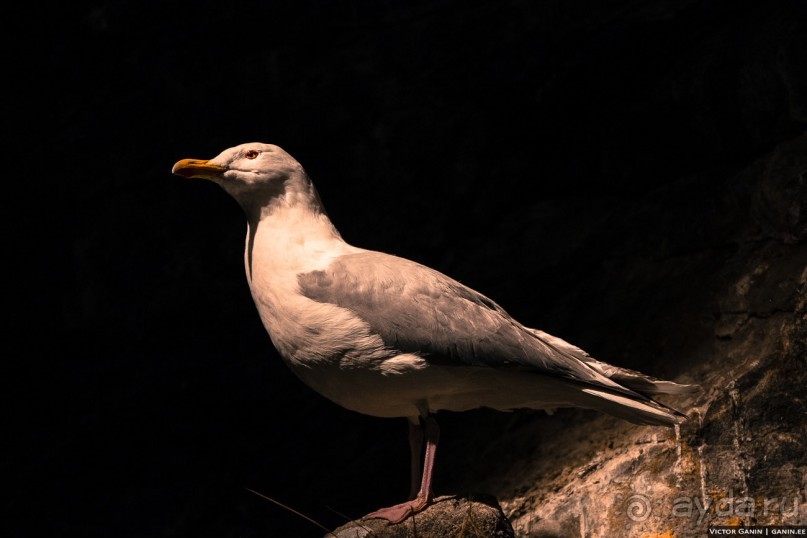 Нордкап. Самый длинный день на краю света