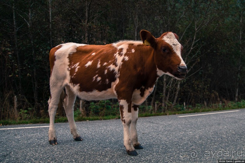 Путешествие через всю Норвегию. Часть 10. Пешком по Лестнице троллей