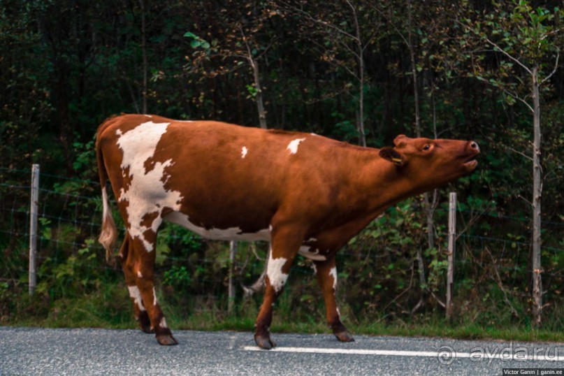 Путешествие через всю Норвегию. Часть 10. Пешком по Лестнице троллей