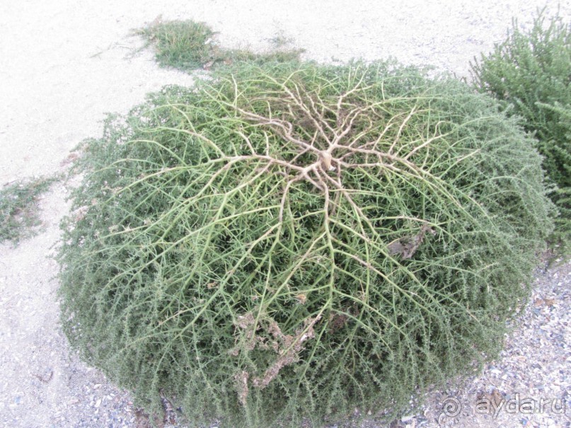 К морю Румынии