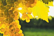 ГРУЗИЯ-РОДИНА ВИНОДЕЛИЯ