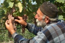 ГРУЗИЯ-РОДИНА ВИНОДЕЛИЯ