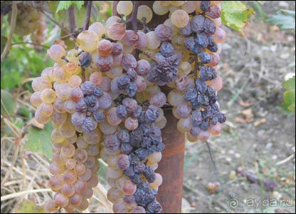 ГРУЗИЯ-РОДИНА ВИНОДЕЛИЯ