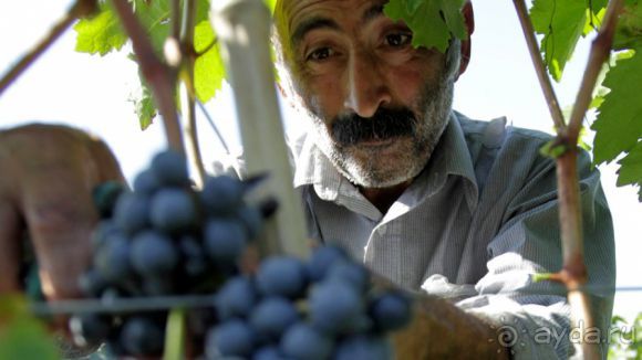 ГРУЗИЯ-РОДИНА ВИНОДЕЛИЯ